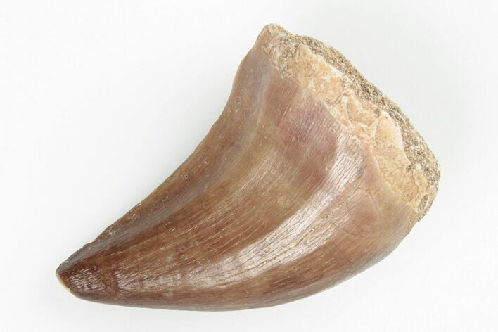 Fossil Mosasaur (Prognathodon) Tooth - Morocco #200904